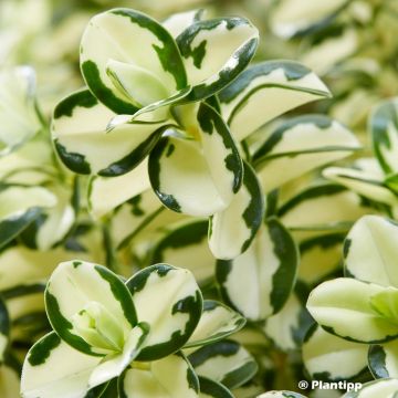 Hebe Leopard Spot - Struikveronica