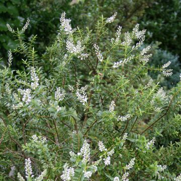 Hebe Peter Chapple - Struikveronica