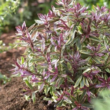 Hebe Purple Shamrock - Struikveronica