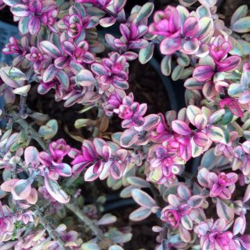 Hebe Tip Top - Struikveronica