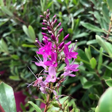 Hebe Wiri Charm - Struikveronica