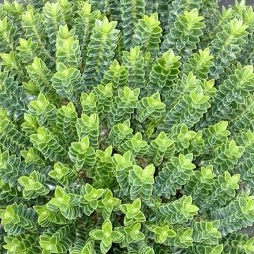 Hebe odora Nana - Struikveronica