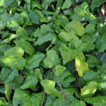 Hedera colchica - Colchische klimop