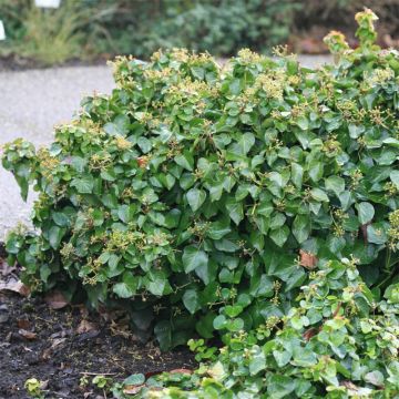 Hedera Arbori Compact - Klimop