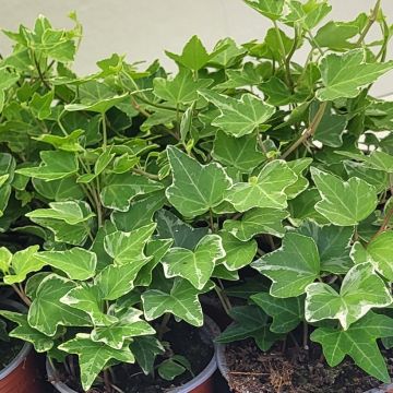 Hedera Ester - Klimop