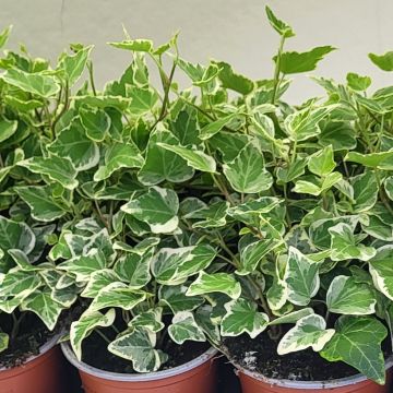 Hedera White Wonder - Klimop
