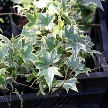 Hedera Yellow Ripple - Klimop