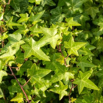 Hedera Shamrock - Klimop