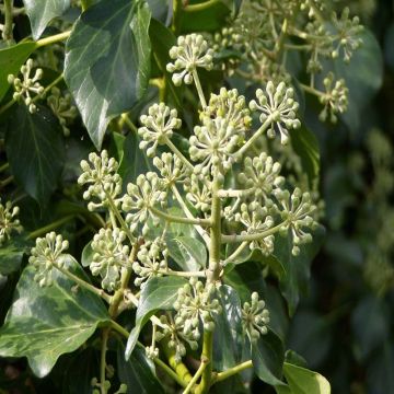 Hedera hibernica - Ierse klimop