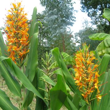 Hedychium coccineum Tara - Gemberlelie