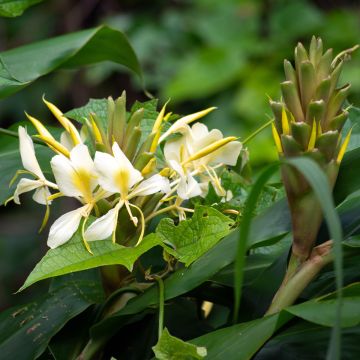 Hedychium maximum - Gemberlelie