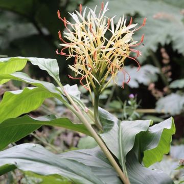 Hedychium yunnanense - Gemberlelie