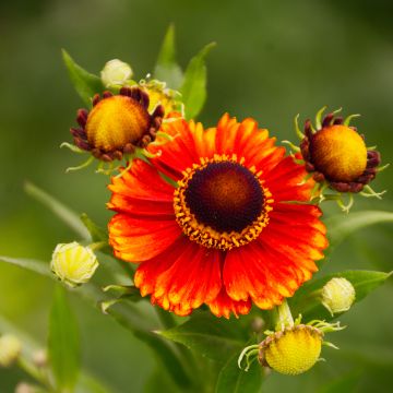 Helenium Dunkle Pracht - Zonnekruid