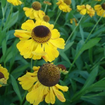 Helenium El Dorado - Zonnekruid