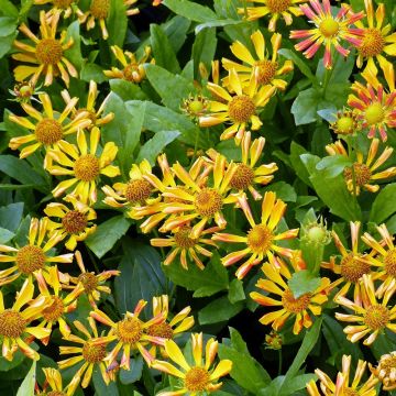 Helenium Fancy Fan - Zonnekruid