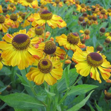Helenium Rauchtopas - Zonnekruid