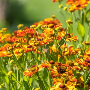 Helenium Rauchtopas - Zonnekruid