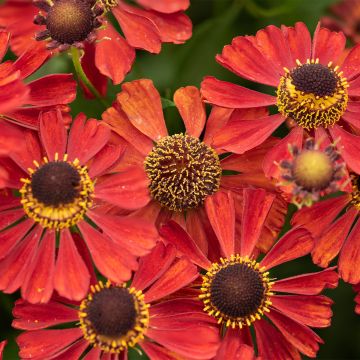 Helenium Red Jewel - Zonnekruid