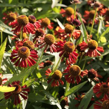 Helenium Ruby Tuesday - Zonnekruid