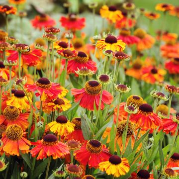 Helenium Sahin's Early Flowerer - Zonnekruid