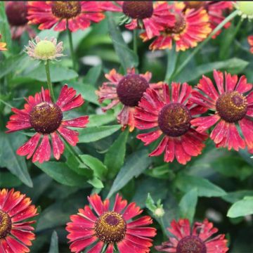 Helenium Mariachi Siesta - Zonnekruid