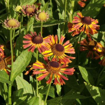 Helenium Tie Dye - Zonnekruid