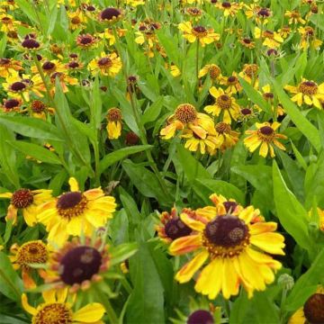 Helenium Windley - Zonnekruid