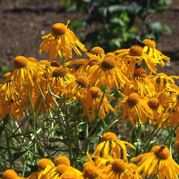 Helenium hoopesii - Zonnekruid