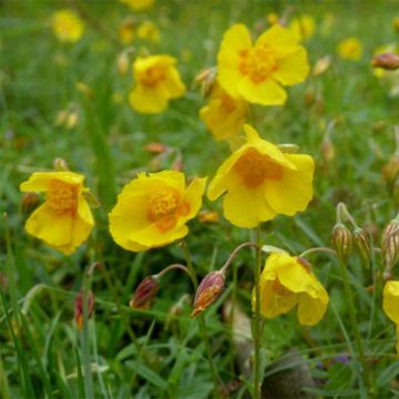 Helianthemum Ben Fhada - Zonneroosje