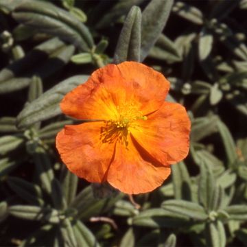 Helianthemum Fire Dragon - Zonneroosje