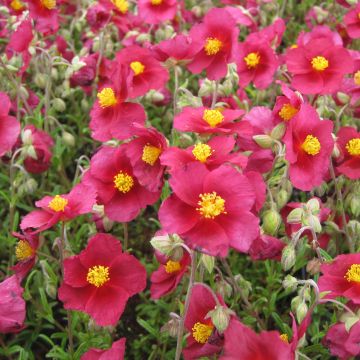 Helianthemum Hartswood Ruby - Zonneroosje