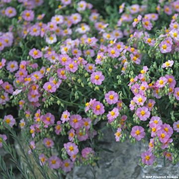 Helianthemum Lawrensons Pink - Zonneroosje
