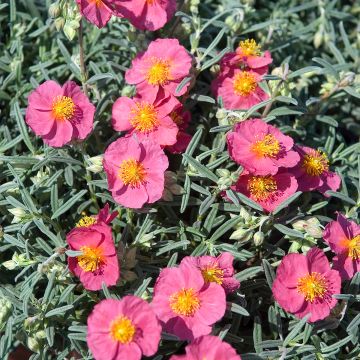 Helianthemum Suprême - Zonneroosje