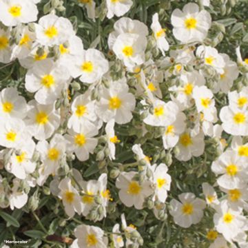 Helianthemum The Bride - Zonneroosje