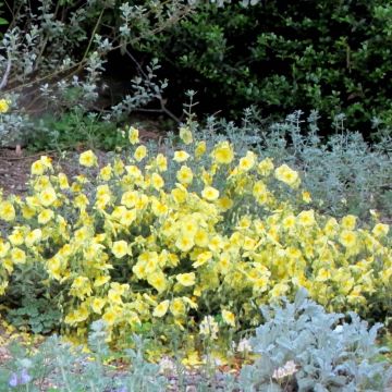 Helianthemum Wisley Primrose - Zonneroosje