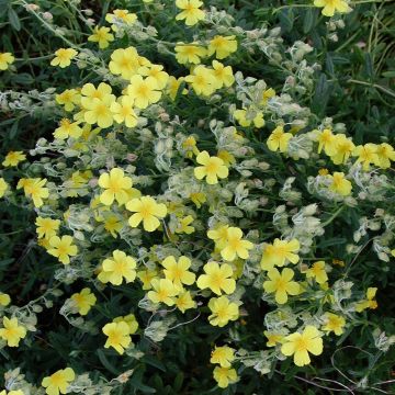Helianthemum nummularium - Geel zonneroosje
