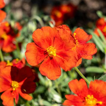 Helianthemum Tomato Red - Zonneroosje