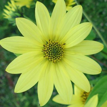 Helianthus Lemon Queen - Vaste zonnebloem