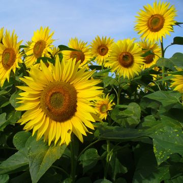 Zonnebloem Valentine (zaad) - Helianthus annuus