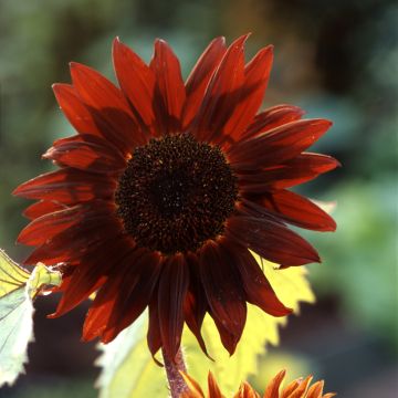 Zonnebloem Claret F1 (zaad) - Helianthus annuus