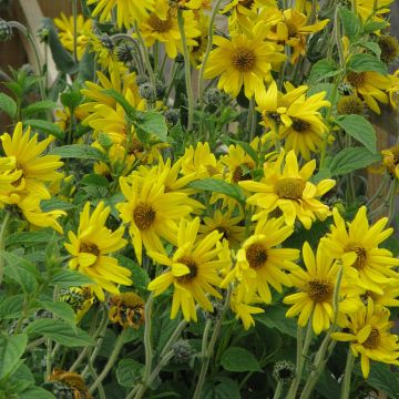 Helianthus mollis - Vaste zonnebloem