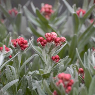 Helichrysum Red Jewel - Strobloem