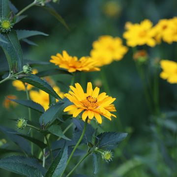 Heliopsis helianthoides Tuscan Sun - Zonneoog