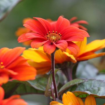 Heliopsis helianthoides var. scabra Fire Twister - Zonneoog