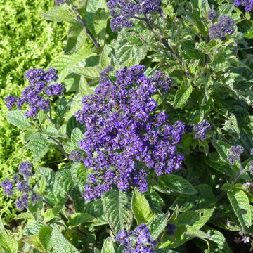 Heliotropium arborescens Marine (zaad) - Heliotroop