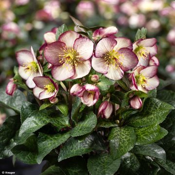 Helleborus glandorfensis HGC Ice N' Roses Macy Marble - winterroos