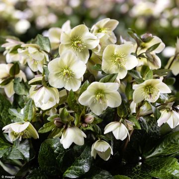 Helleborus glandorfensis Ice N' Roses Milla Marble - winterroos