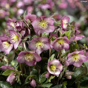 Helleborus glandorfensis Ice N' Roses Mindy Marble - winterroos