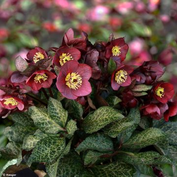 Helleborus glandorfensis HGC Ice N' Roses Mona Marble - winterroos