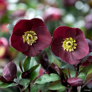 Helleborus HGC Ice N' Roses - lenteroos